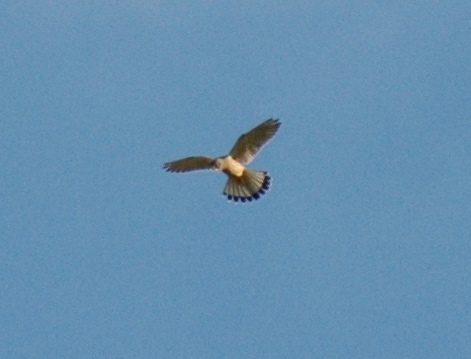 quasi certamente Gheppio (Falco tinnunculus)